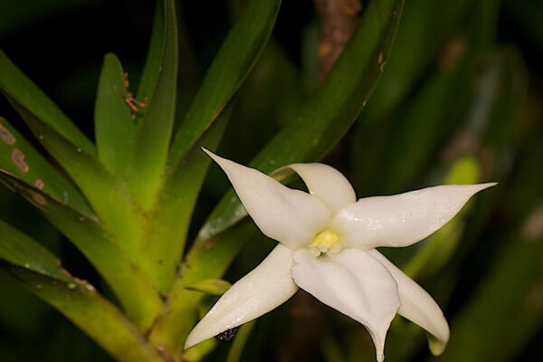 Флора Мадагаскара - Орхидея Звезда Дарвина