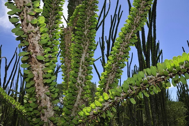 Растения Мадагаскара - уникальная флора экзотического острова 