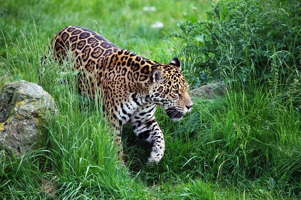 Животные Парагвая с фото и описанием - Ягуар