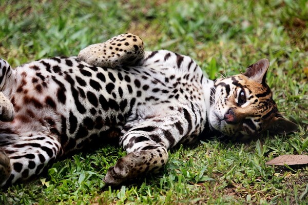 Животные Парагвая с фото и описанием - Оцелот