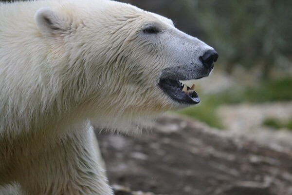 Животные Северного полюса с фото и описанием - Белый медведь