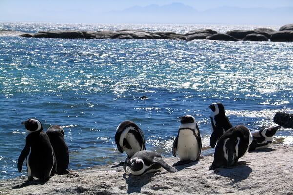 Животный мир Тихого океана - Пингвины