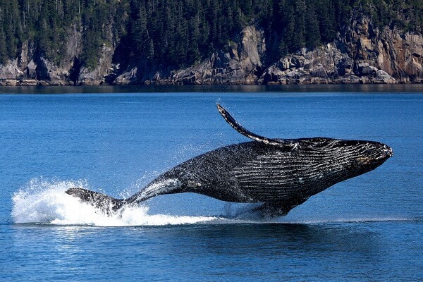 Животный мир Тихого океана - Горбатый кит