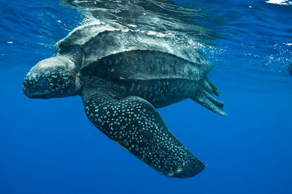 Животный мир Тихого океана - Морские черепахи