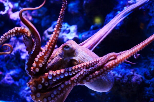 Животные Тихого океана - Осьминоги