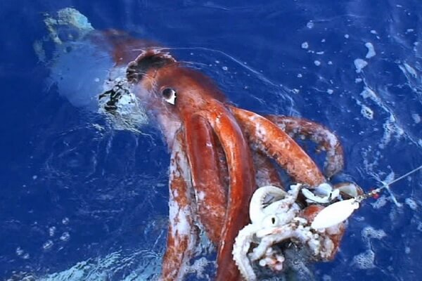 Фауна Тихого океана - Гигантский кальмар архитеутис