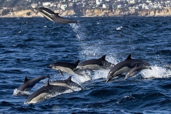Фауна Тихого океана - Тихоокеанский белобокий дельфин