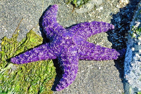 Животные фиолетового цвета с фото и описанием - Фиолетовая или охристая морская звезда