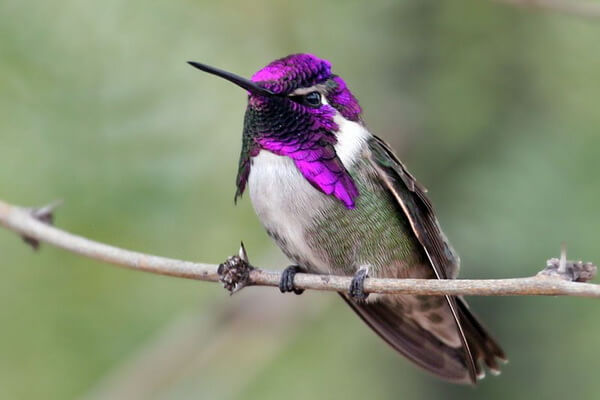 Птицы фиолетового цвета - Калипта Коста