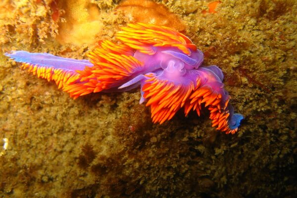 Фиолетовые животные с фото и описанием - Испанская шаль или морской слизень (Flabellinopsis iodinea)