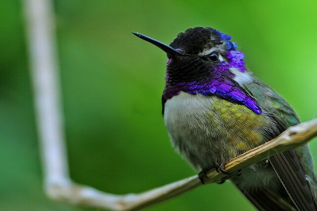 Животные и птицы фиолетового цвета – фото, названия, описание 