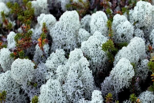 Растения Арктики с фото и описанием - Ягель