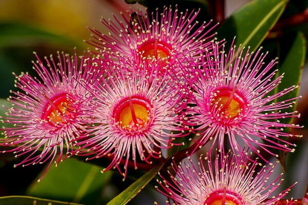 Растения Австралии с фото и описанием - Эвкалипт или камедистое дерево