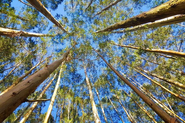 Деревья Австралии с фото и описанием - Эвкалипты