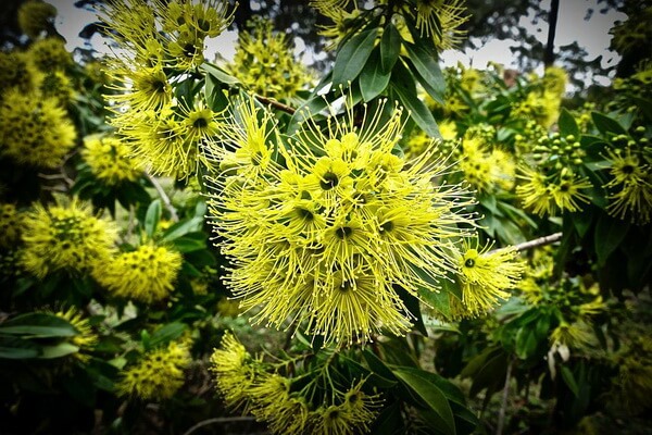 Растения Австралии с фото и описанием - Золотая или густоцветковая акация (Acacia pycnantha)