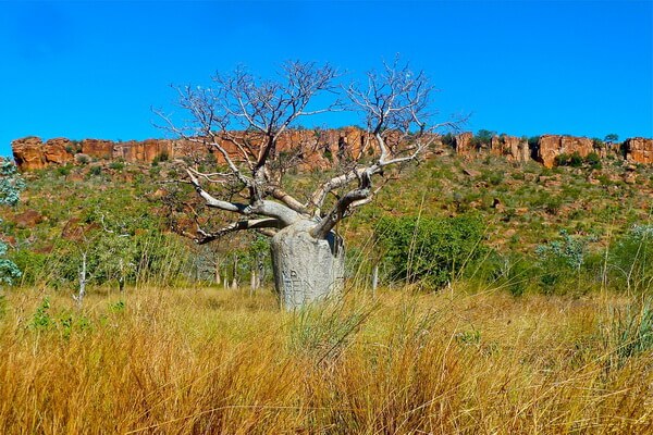 Растения Австралии с фото и описанием - Бутылочное дерево (Brachychiton rupestris) или австралийский баобаб (боаб)