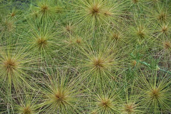 Флора Австралии с фото и описанием - Спинифексы (Spinifex)