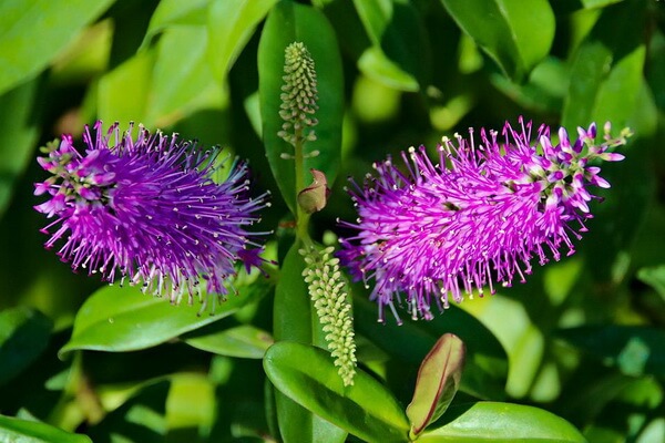 Растения Австралии с фото и описанием - «Бутылочная щётка» или каллистемон