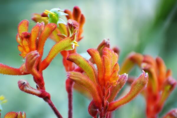 Растения-эндемики Австралии с фото и описанием - «Кенгуровая лапка» 