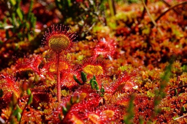 Флора Австралии с фото и описание - Росянковые (Droseraceae)