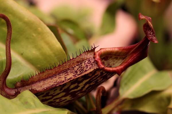 Плотоядные растения Австралии - Непентес удивительный (Nepenthes mirabilis)
