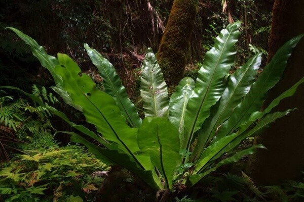 Растения Австралии с фото и описанием - Костенец или асплениум гнездовой (Asplenium nidus)
