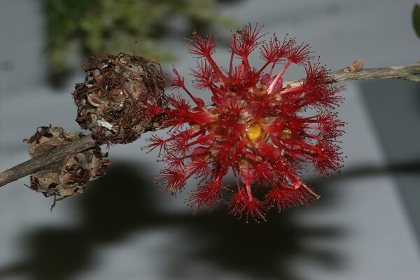 Флора Австралии с фото и описанием - Астеромиртус Брасса или огненный шар (Asteromyrtus Brassii)