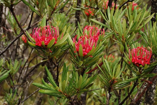 Флора Австралии с фото и описанием - Усечённая телопея или тасманская варата (Telopea truncata)