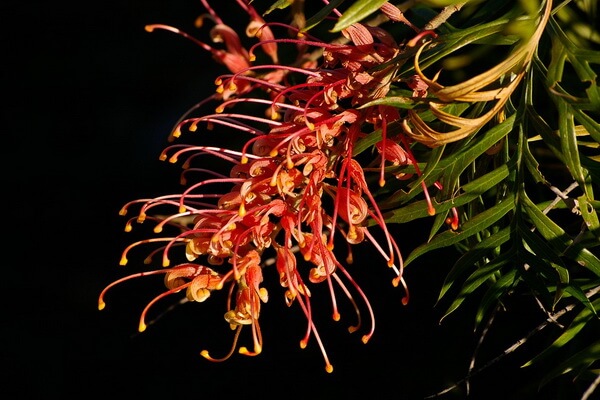 Растения Австралии с фото и описанием - Гревиллея (Grevillea)