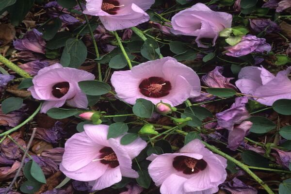 Растения Австралии с фото и описанием - Хлопчатник или пустынная роза Стёрта (Gossypium sturtianum)