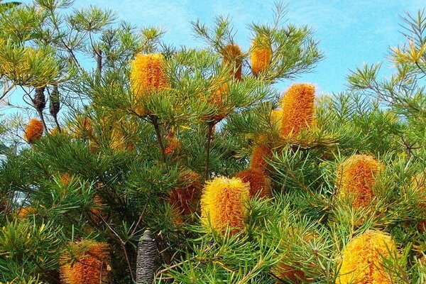 Растения Австралии с фото и описанием - Банксия или бэнксия (Banksia) 