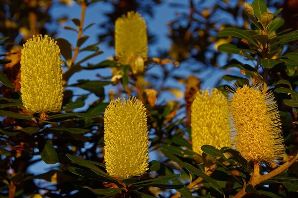 Флора Австралии с фото и описанием - Банксия или бэнксия (Banksia) 