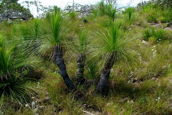 Флора Австралии с фото и описанием - Ксанторрея или травяное дерево (Xanthorrhoea)