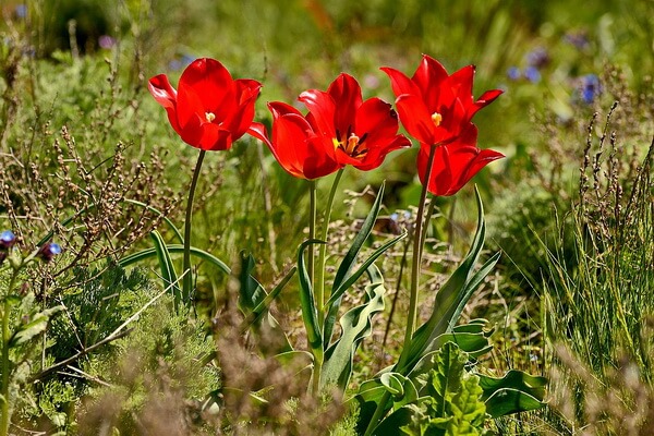 Флора Ирана - Тюльпан Шренка