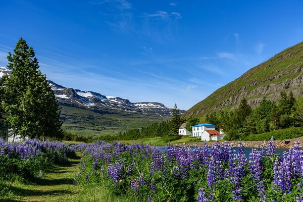 Флора Исландии - краткая характеристика