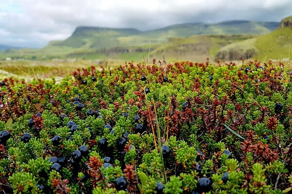 Общая характеристика флоры Исландии