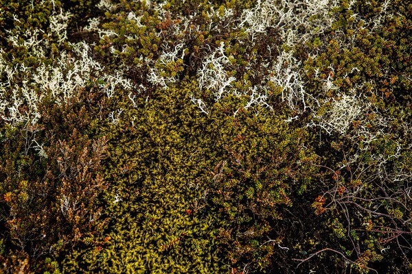 Растения Исландии с фото и описанием - Исландский мох