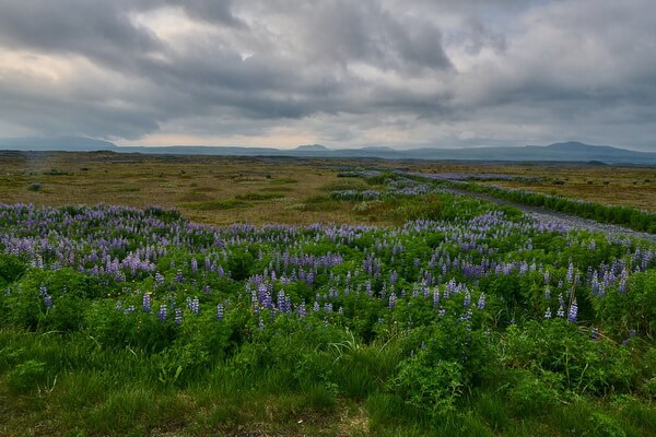 Растения Исландии с фото и описанием - Люпин нутканский