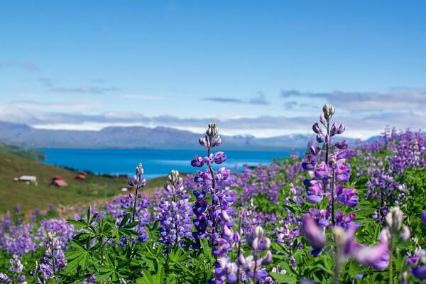 Флора Исландии с фото и описанием - Люпин нутканский