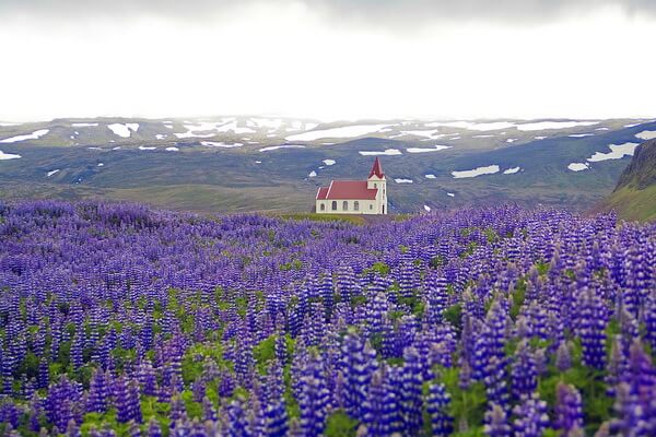 Люпиновые поля в Исландии