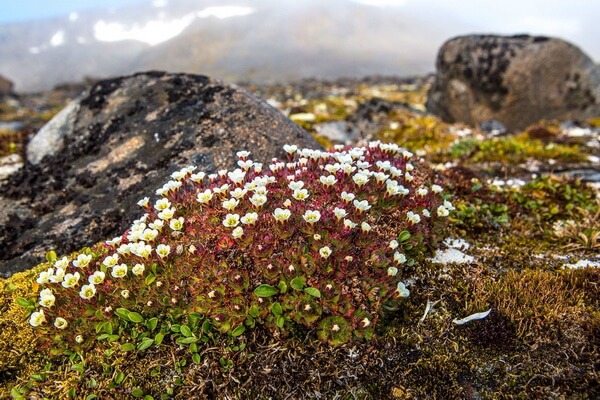 Растения Исландии с фото и описанием - Камнеломка