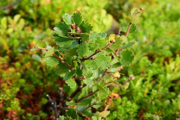 Растения Исландии с фото и описанием - Карликовая или малорослая берёза