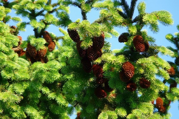 Растения Италии с фото и описанием - Ель обыкновенная или европейская (Picea abies)