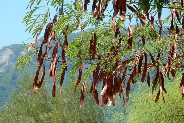 Растения Италии с фото и описанием - Рожковое дерево (Ceratonia siliqua)