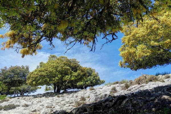 Растения Италии с фото и описанием - Дуб каменный (Quercus ilex)