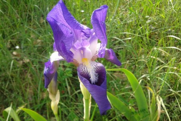 Цветы Италии с фото и описанием - Ирис марсиканский (Iris marsica)