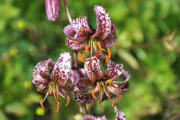 Цветы Италии с фото и описанием - Лилия или саранка кудреватая (Lilum martagon)