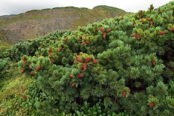 Растения Камчатки с фото и описанием - Кедровый стланик (кедрач)