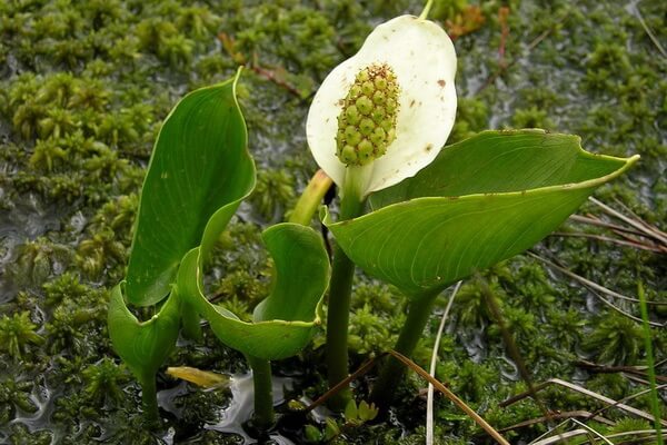 Болотные растения Камчатки с фото и описанием - Белокрыльник болотный