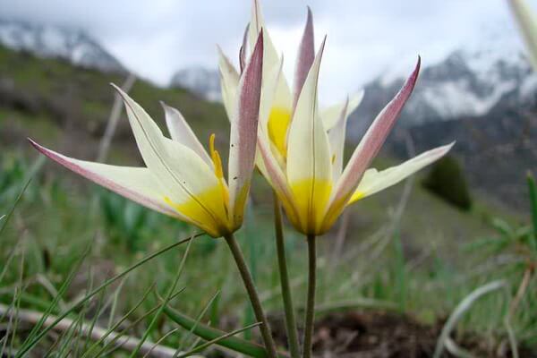 Флора Казахстана - основные растения с фото и описанием - Тюльпан поздний